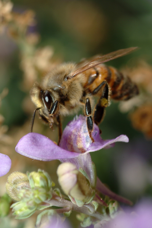 Apis mellifera